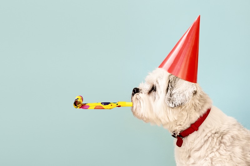 dog-celebrating-with-party-hat-2021-08-29-09-29-27-utc (2)